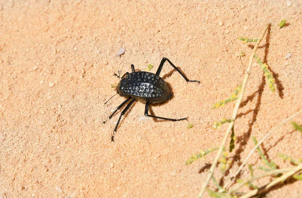 Jordan, Wadi Rum, Zoology — Stock Photo, Image