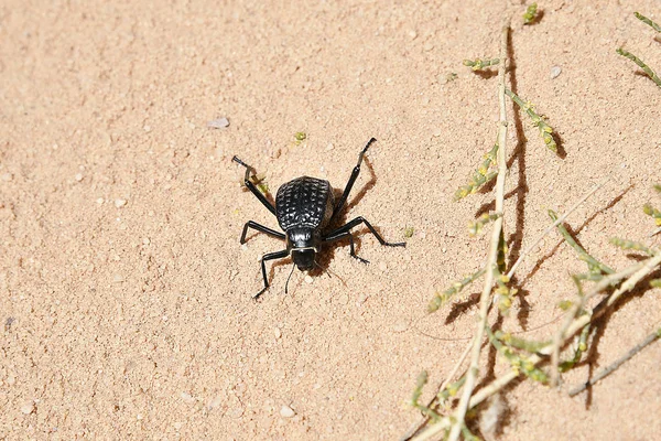 Jordan, Wadi Rum, Zoology — Stock Photo, Image