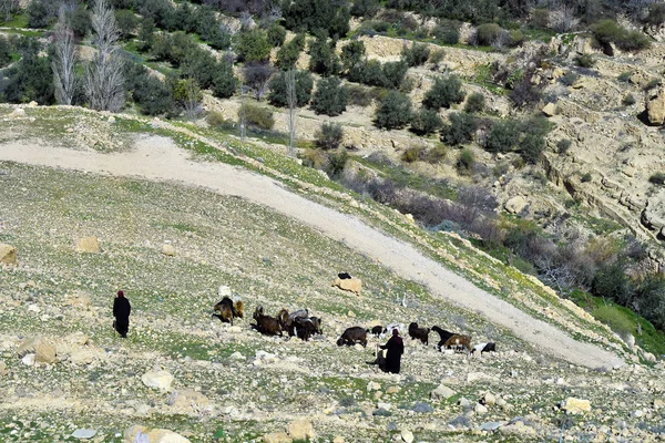 Jordanien, Naher Osten, Ziege — Stockfoto