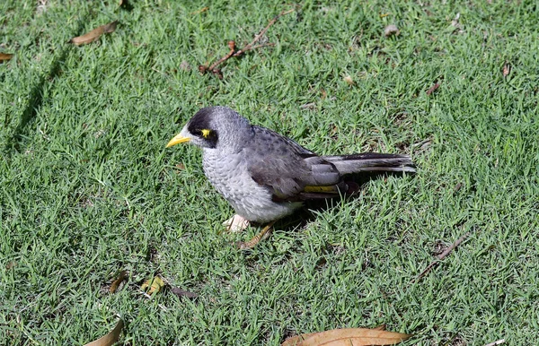 Australie, NSW, Oiseaux — Photo