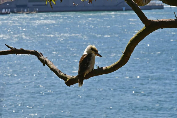 Australia, NSW, Sydney, Kookaburra — Stock Photo, Image