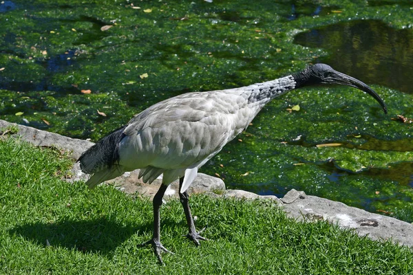 Australia, NSW, Sydney, Ibis — Stock Photo, Image