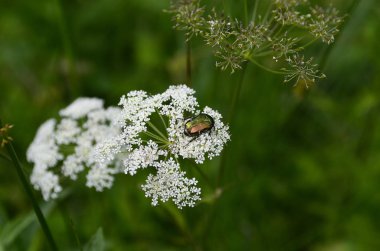 Avusturya, bitki üzerinde çiçek chafer