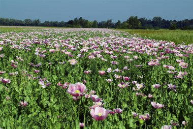 Avusturya, Haşhaş Çiçeği Tarlası