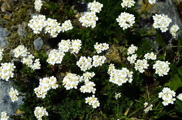 Avusturya, Alp Bitkisi — Stok fotoğraf