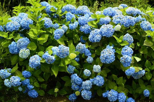 Austria, Botánica, azul de color inferior Fotos De Stock