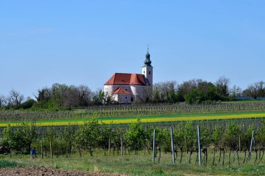 Avusturya, Avusturya, Aşağı Avusturya 'nın Reisenberg kentinin tarımsal manzarasında arka planda kilisesi olan sarı çiçek açan tecavüz alanı ve üzüm bağları