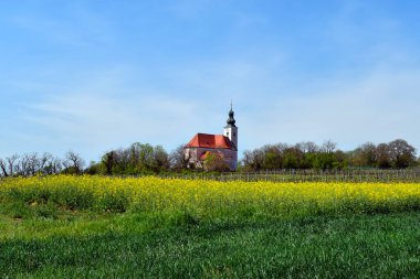 Avusturya, Avusturya, Aşağı Avusturya 'nın Reisenberg kentinin tarımsal manzarasında arka planda kilisesi olan sarı çiçek açan tecavüz alanı ve üzüm bağları