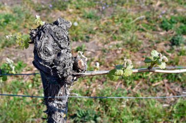 Avusturya, Reisenberg, Aşağı Avusturya 'da tarım alanında filizlenen sarmaşık