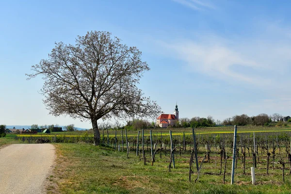 Österreich Sprießender Persernussbaum Und Weinberge Mit Kirche Hintergrund Der Agrarlandschaft — Stockfoto