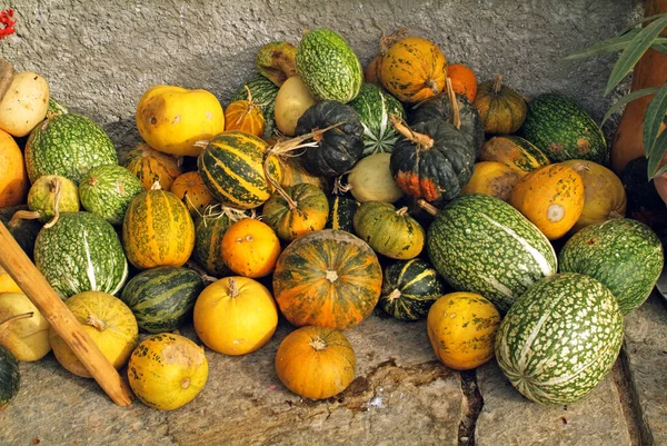 Austria Different Colorful Pumpkins Stock Photo