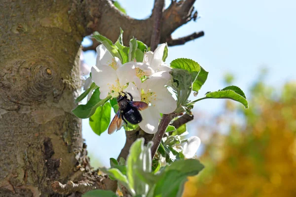 Βιολετί Μέλισσα Ξυλουργός Άνθος Μηλιάς — Φωτογραφία Αρχείου