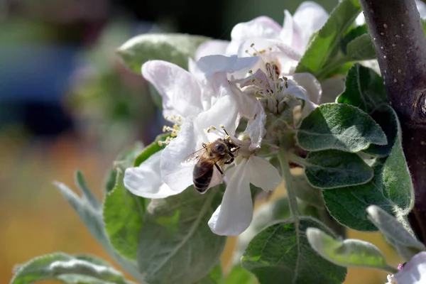 Μέλισσα Άνθος Μηλιάς — Φωτογραφία Αρχείου