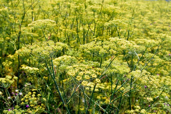 Austria Campo Con Hinojo — Foto de Stock