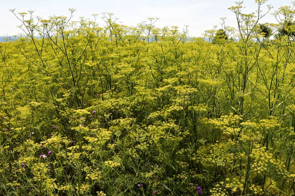 Austria Field Fennel — Stock Photo, Image