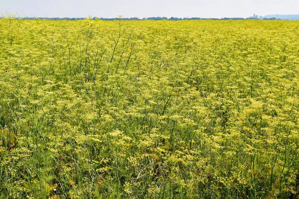 Austria Field Fennel — Stock Photo, Image