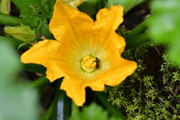 Honney Abeille Fleur Courgette — Photo