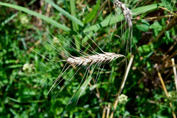 奥地利 成熟的小麦植物 准备收割 — 图库照片