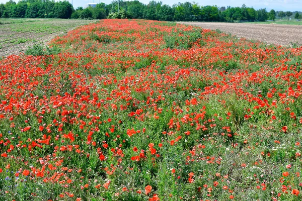 Austria Field Red Poppy Flowers Lower Austria — Stock Photo, Image