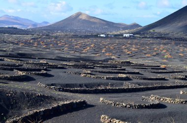 Lanzarote, Kanarya Adası, La Geria 'da rüzgârlı şarap ekimi.
