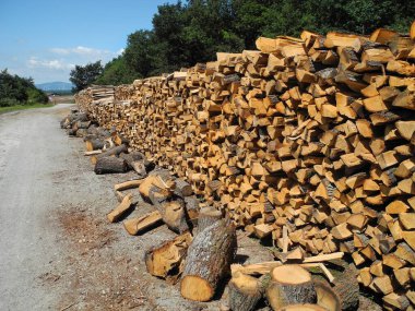 Avusturya, kesim odunları ile odun yığını, sıradan bir orman yöneticisi