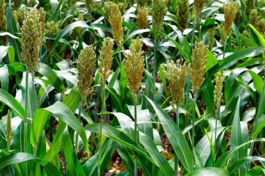 Avusturya, tarım, tilki kuyruklu darı tarlası 