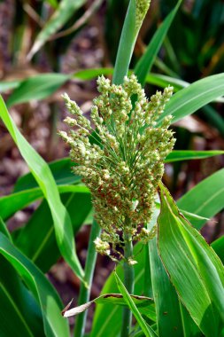 Avusturya, tarım, çiçek açan tilki kuyruğu darı