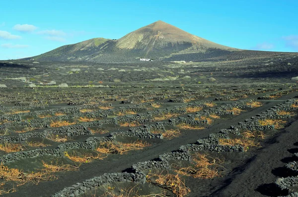 Lanzarote Καλλιέργεια Αμπέλου Πέτρες Όπως Ανεμοφράκτης Και Γεωργία Στη Geria — Φωτογραφία Αρχείου