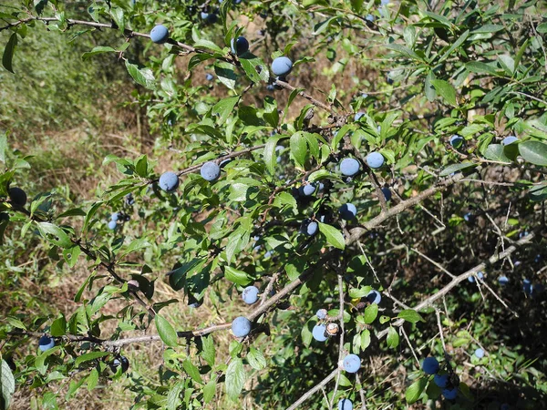 Austria Berries Sloughthorn Aka Blackthorn Can Used Liqueurs Juices Marmalade — Stock Photo, Image