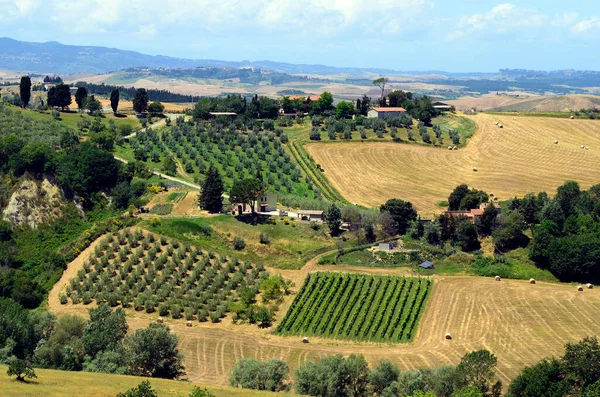 Italy Tuscany Agricultural Landscape Olive Trees Vineyards Fields — Stock Photo, Image