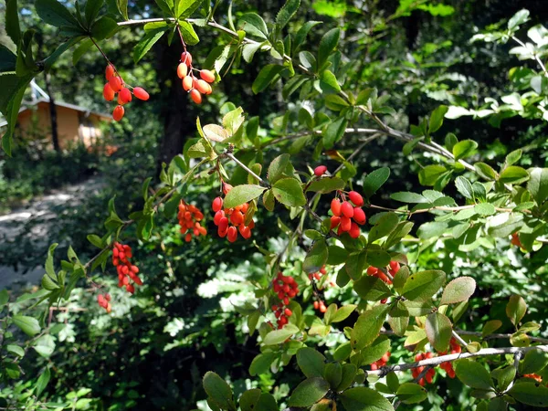 在奥地利的灌木中 有新鲜的柏树浆果和普通的越橘 这些浆果是可以吃的 但大多是酸性的 用于烹调 食物和果酱 — 图库照片