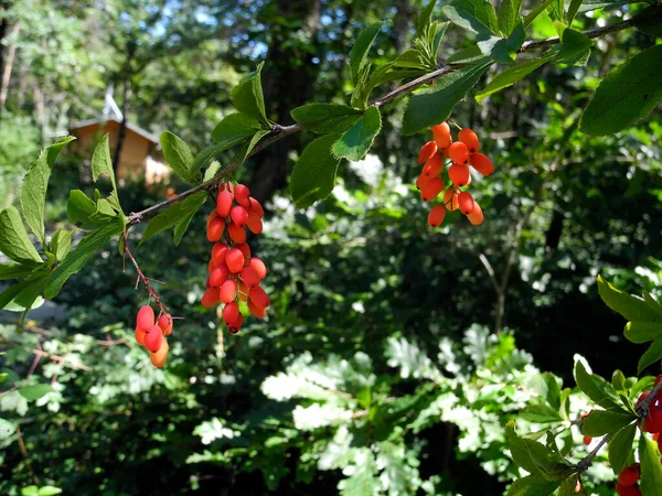 Österreich Strauch Mit Frischen Beeren Von Berberis Vulgaris Aka Berberitze — Stockfoto