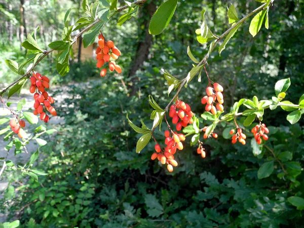 オーストリア ベルベリスの新鮮な果実を持つ低木は一般的な果実であり 果実は食用ですが 主に酸性であり 食べ物 マーマレードに使用されます — ストック写真