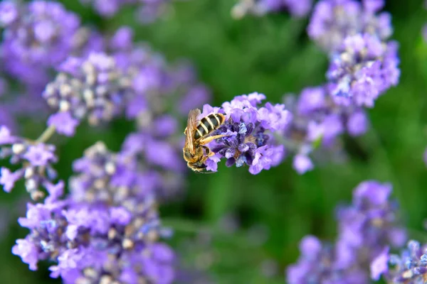 Μέλισσα Άνθη Λεβάντας — Φωτογραφία Αρχείου
