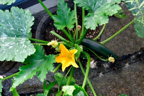 Zucchini Växt Blommor Och Grönsaker Tbara Blommor Som Anvã Nds — Stockfoto
