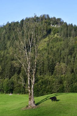 Avusturya, Aşağı Avusturya 'da çayırdaki inek ve orman