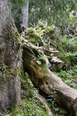 Avusturya, Yukarı Avusturya 'daki Kalkalpen Ulusal Parkı' ndaki Pyhrn-Priel tatil bölgesinde Wurzer Alm 'de aşırı gelişmiş kökler.