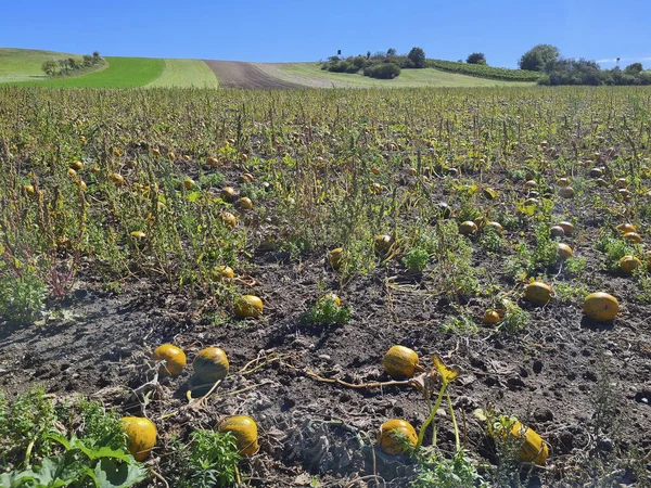 Österrike Inlämnat Med Mogna Pumpor Niederösterreich — Stockfoto