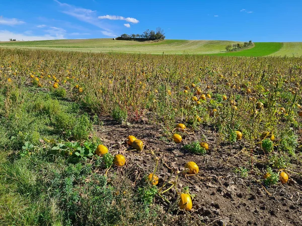 Österrike Inlämnat Med Mogna Pumpor Niederösterreich — Stockfoto