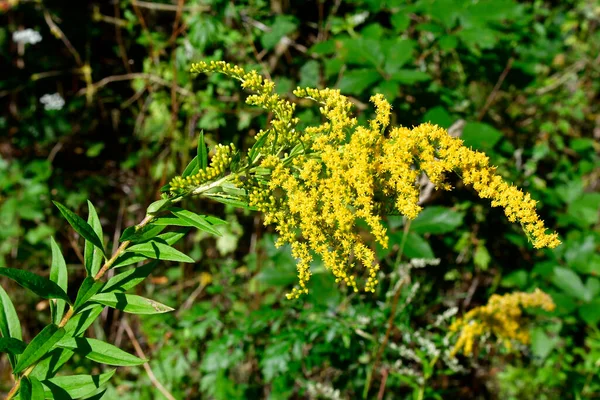 Botánica Floración Amarilla Canadiense Goldenrod — Foto de Stock