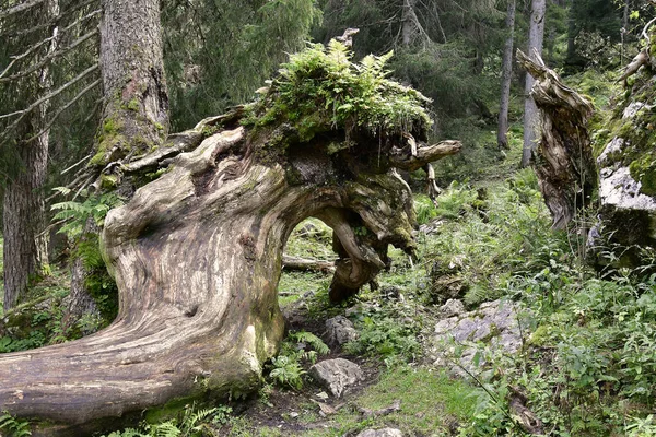 Autriche Porte Greffe Envahi Sur Wurzer Alm Dans Région Vacances — Photo