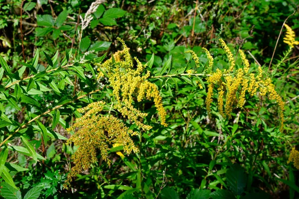 Botanika Žlutohnědý Kanadský Zlatý Prut — Stock fotografie