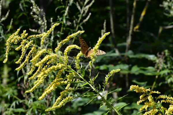 Large Mother Pearl Butterfly Canadian Goldenrod — Stock Photo, Image