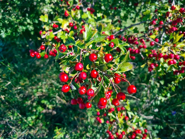 オーストリア 新鮮な果実を持つホーソンブッシュ 果物は薬や料理に使用することができます — ストック写真