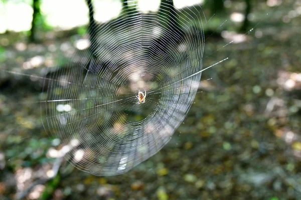 Áustria Aranha Cruzada Com Rede — Fotografia de Stock