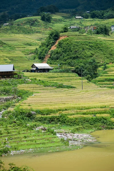 Imagen Campo Arroz Sapa Norte Vietnam Durante Verano — Stock Photo, Image