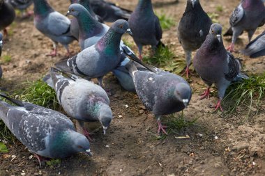 Güvercin yuvasında oturan posta güvercinleri