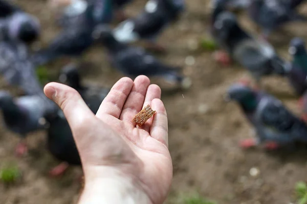 Alimentando Pombo Mão Humana — Fotografia de Stock