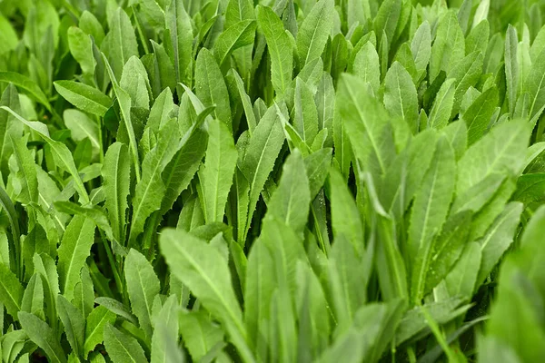 Erba Verde Sfondo Verde — Foto Stock