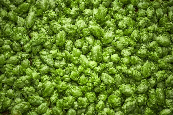 Green hops useful for background — Stock Photo, Image